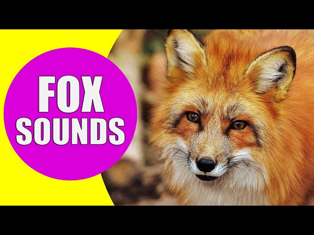 FOX SOUNDS | Real Sounds of Foxes Screaming, Barking and Laughing class=