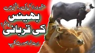 Kiya bhinch ki Qurbani jaiz hae (کیا بھینس کی قربانی جائز ہے) Urdu Hindi