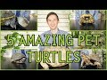 Five of the Best Pet Turtles You Could Possibly Get!