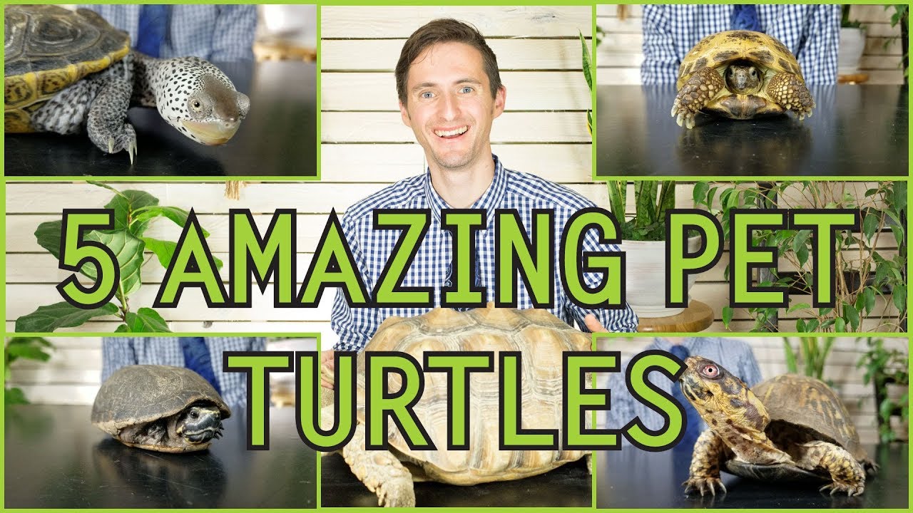 Five of the Best Pet Turtles You Could Possibly Get! 