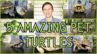 Five of the Best Pet Turtles You Could Possibly Get!