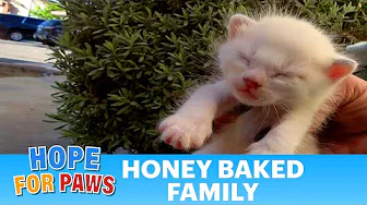 Family rescued from dangerous life on the streets. Please stop abandoning your pets! 😰