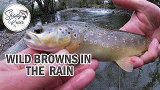 Wild Brown Trout in the Rain