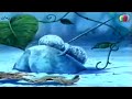 سوار العسل الحلقه ١ 