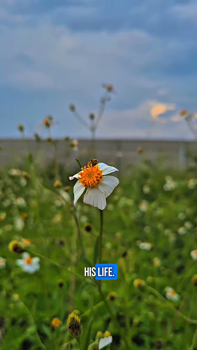 Rahasia Salomo: Menemukan Kedamaian dan Sukacita dalam Iman