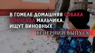 В Гомеле домашняя собака покусала мальчика.  АНОНС ВЕЧЕРНЕГО ВЫПУСКА «СН» 03.12.2019. 16+