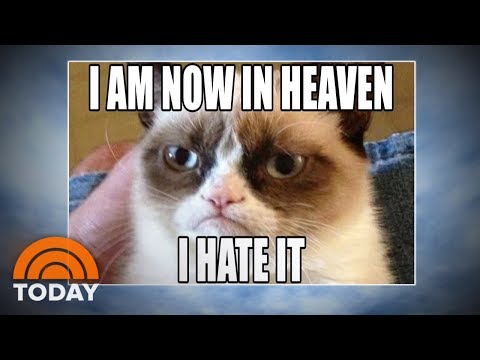 grumpy-cat:-world-bids-farewell-to-meme-sensation-|-today