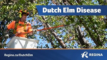 Dutch Elm Disease | City of Regina