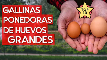 ¿Cuál es el tamaño más grande del huevo de gallina?