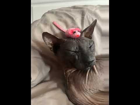 Кошка - YouTube