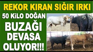 Büyükbaş en etçil ırklarından biri olan: CHİANİNA SIĞIRI / BEEF CATTLE BREEDS