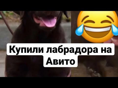 Лабрадор с Авито Ожидание/Реальность 😂 #лабрадор #милыеживотные #собаки #приколысживотными