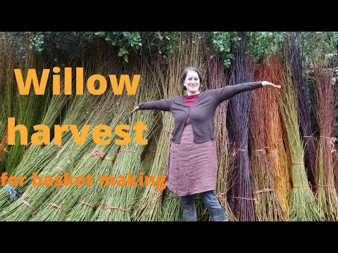 Video: Willow Fence (46 Photos): How To Make A Hedge From Live Willow And Wicker Rods With Your Own Hands According To Step-by-step Instructions? Weaving Patterns