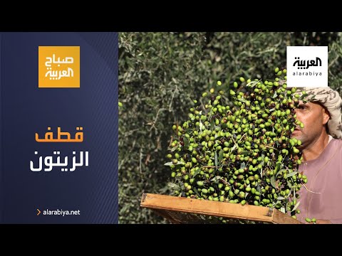 صباح العربية قطف الزيتون عرس الفلاحين الفلسطينيين
