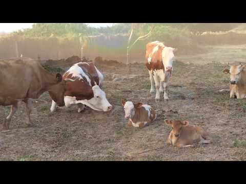 Видео: Как се доят крави? Технология на ръчно и апаратно доене