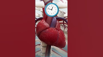VÌ SAO TRÁI TIM ĐẬP KHÔNG BIẾT MỆT | 😨 (Bạn Biết Không) #thaukinhtrithuc #fact #amazingfact
