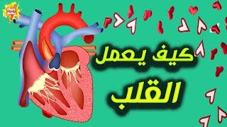 كيف يعمل القلب ❤ افضل فيديو يشرح كيف يتم عمل القلب والدورة الدموية بالتفصيل
