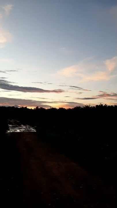 Sunset Kebun Sawit #sunset #kebunsawit