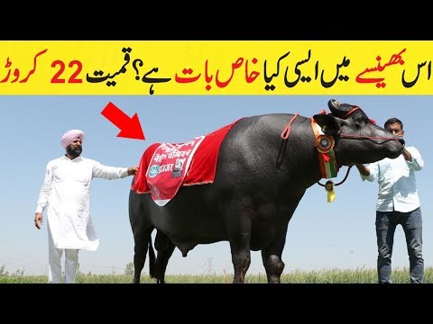 Dunya ka sab se mehnga bhainsa | Most expensive bull in the world | Super Bull Sultan