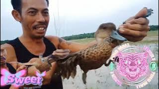 cara menerangkan pemasangan jaring belibis siang hari sudah poi