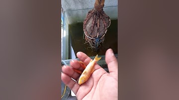 Nguyên nhân cá cảnh trong bể kính chết