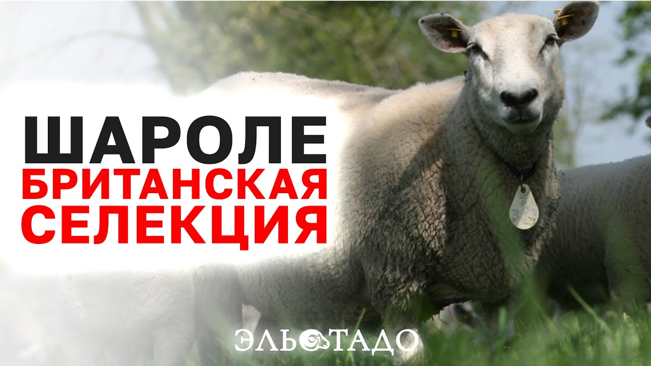 Самые мясные овцы! Британская селекция! Ярки Шароле скоро в России ...