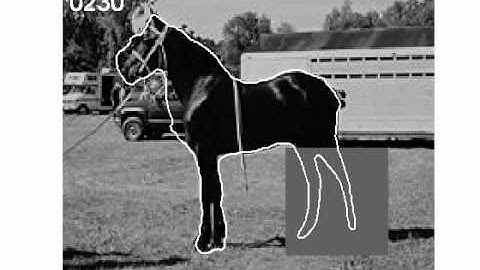 Prior Knowledge, Level Set Representations & Visual Grouping