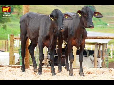LOTE 45 • LEILÃO GIROLANDO VILAREJO • 21 DE JUNHO • 7712CX  7709CX