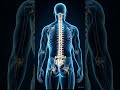 કમર, ગરદન અને સાંધાના દુખાવાથી પરેશાન? | Back Bone Plus Combo | Real Relief 🌿 #ayurvedic #natural