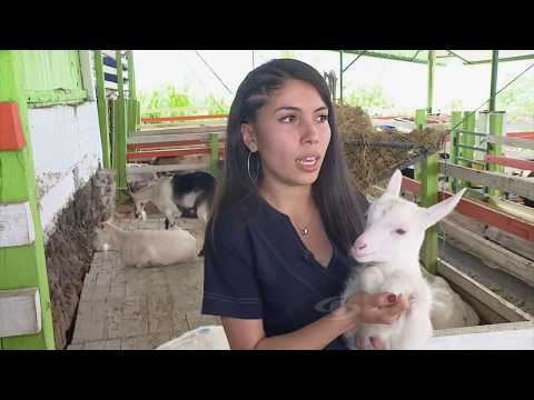 Video: Señales de la caza de cabras: descripción, duración y curiosidades