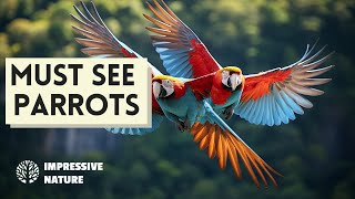 These Parrots Are CRAZY Amazing!