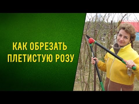 Вопрос: Нужно ли обрезать оставшиеся плоды на розе, как и когда это делать?