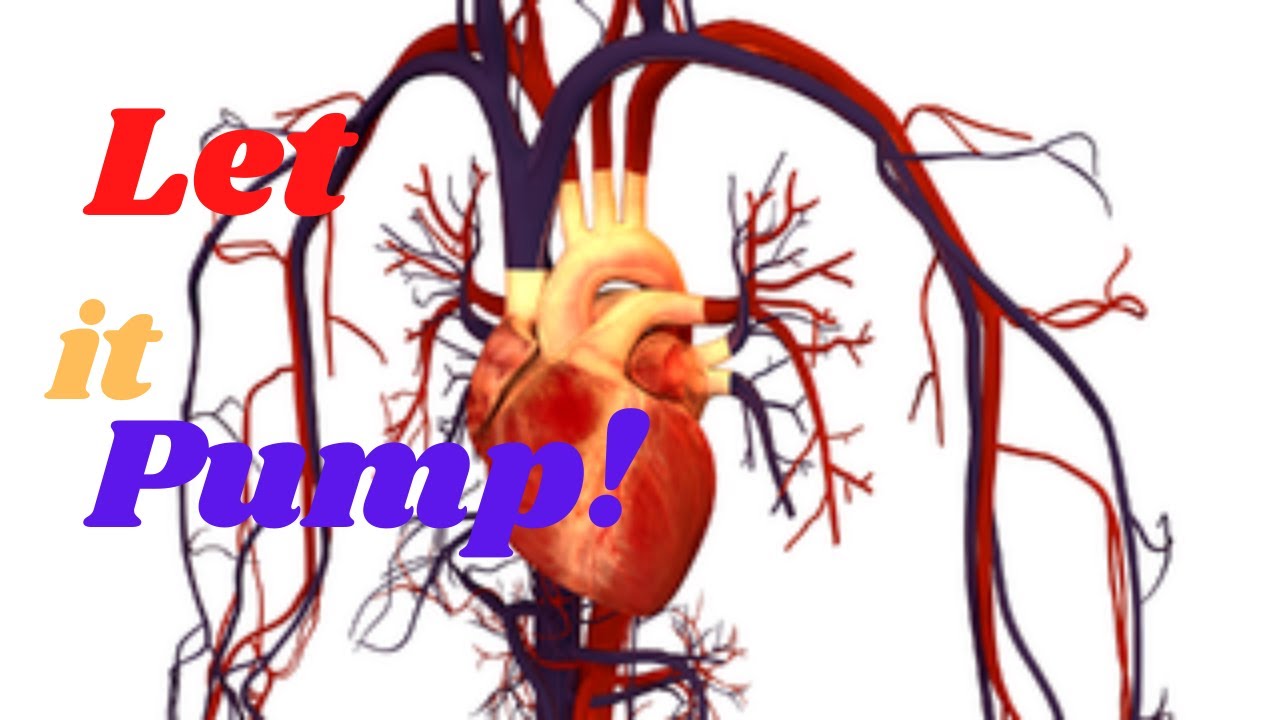 How Circulatory System Works - YouTube