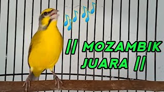 Mozambik Gacor Konslet Fighter || Masteran Juara ||
