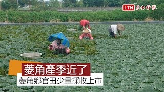 中秋近了 台南官田菱角少量採收上市