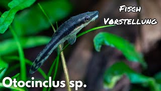 Otocinclus sp. (gestreifter Ohrgitterharnischwels) | Liquid Nature Fisch Vorstellung