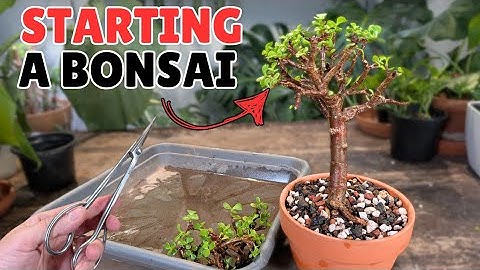 starting a dwarf jade bonsai