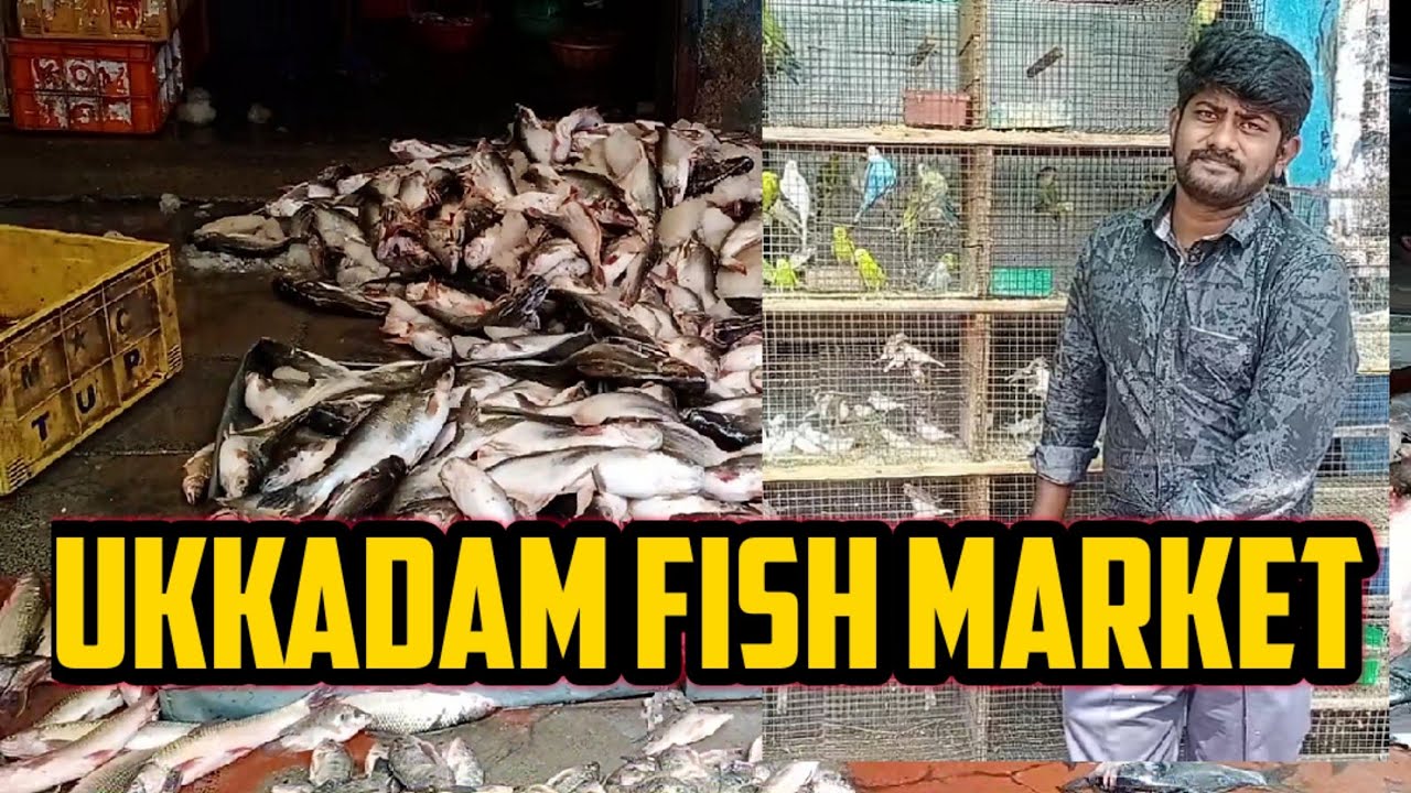 Coimbatore Fish Market Ukkadam coimbatore-fish-market-ukkadam