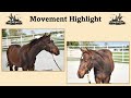 FOR SALE: MU Zippin Good Time - 2025 AQHA Gelding - Movement Highlight