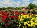 Japan Most Beautiful KEISEI Rose Garden 千葉・満開の京成バラ園 花の名所