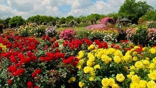 Japan Most Beautiful KEISEI Rose Garden 千葉・満開の京成バラ園 花の名所