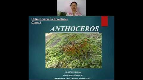 Anthoceros