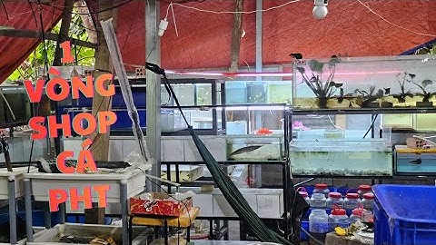 REVIEW SHOP CÁ CẢNH PHT 100 CON CÁNH BUỒM MÀU CHỈ 190K