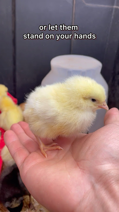 How To Pick Up Chicks Like A Pro 😎 #chicken #broodyhen #broody #cute #chicks #pickuplines