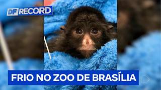Zoológico de Brasília adapta recintos e faz isolamento térmico durante o frio | DF Record