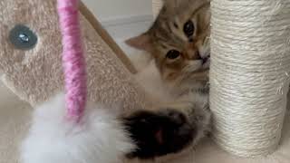 最強の猫じゃらしで夢中になって遊ぶ癒しの子猫