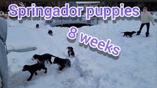 Puppies love the snow! 😍 by Awesome Builds  1,903 views 3 months ago 4 minutes, 5 seconds