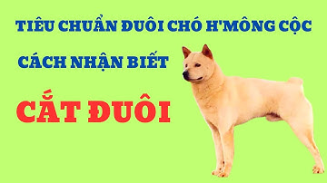 Tiêu Chuẩn Đuôi Chó H