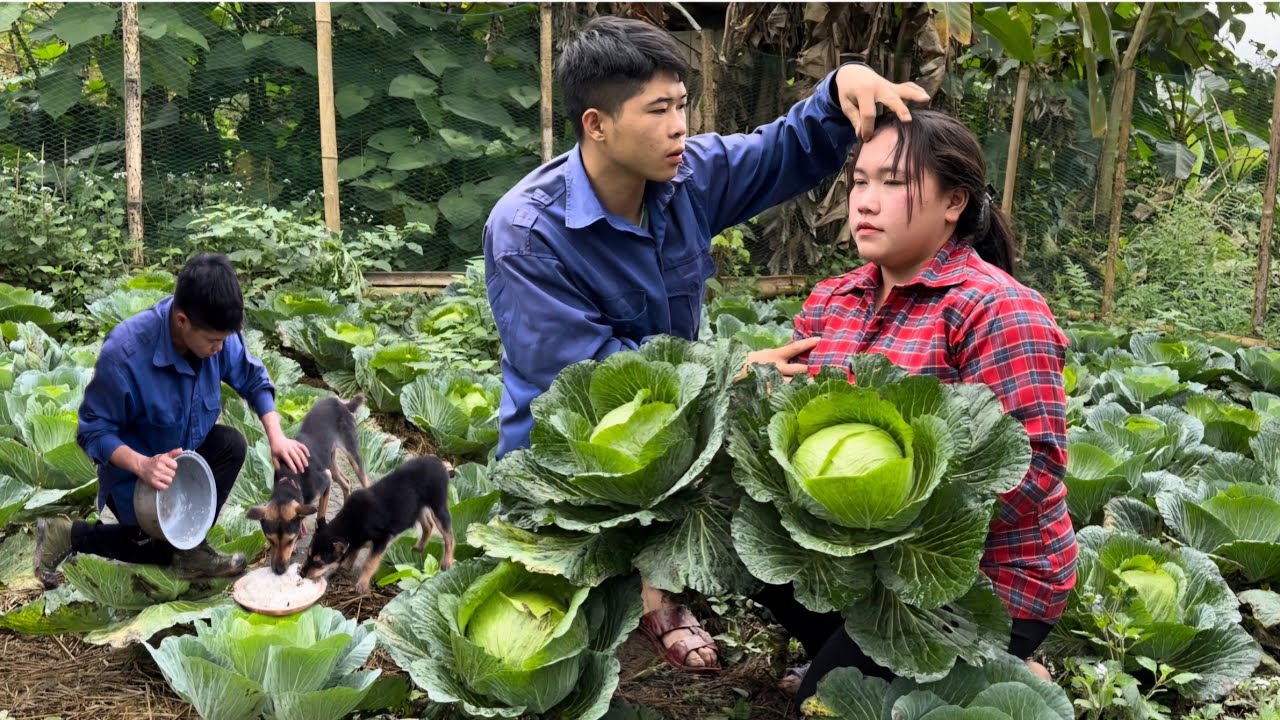 Bring cassava to feed the chickens,Hoe the garden again to replant new vegetables.| Phuc and Sua
