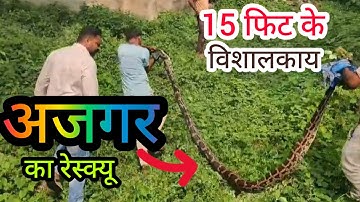 15 फीट के अजगर का वन विभाग की टीम ने किया रेस्क्यू,कहा मिला इतना बड़ा अजगर, देखिए EXCLUSIVE वीडियो